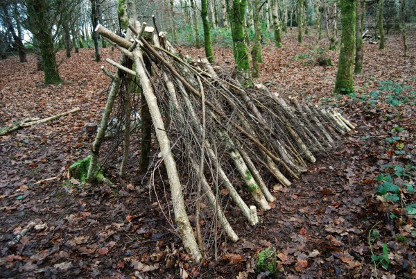 shelter building in the woods of wales
