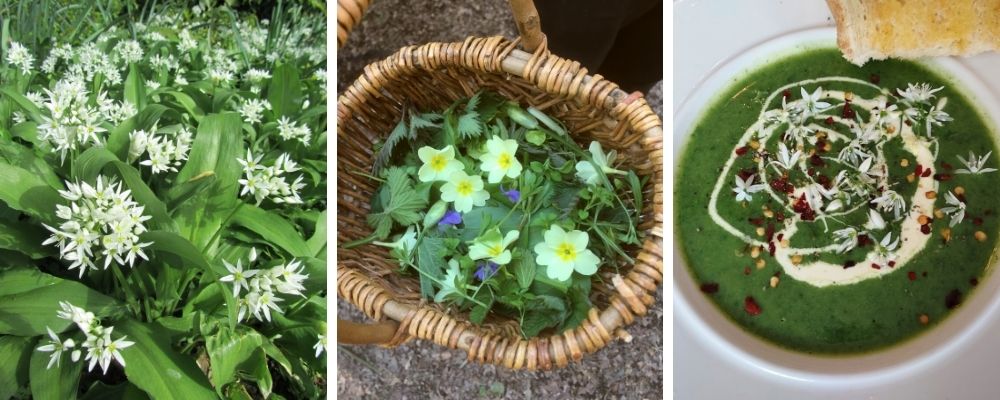 spring wild food and foraging course