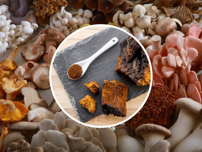 The Transformative Power Of Medicinal Mushrooms