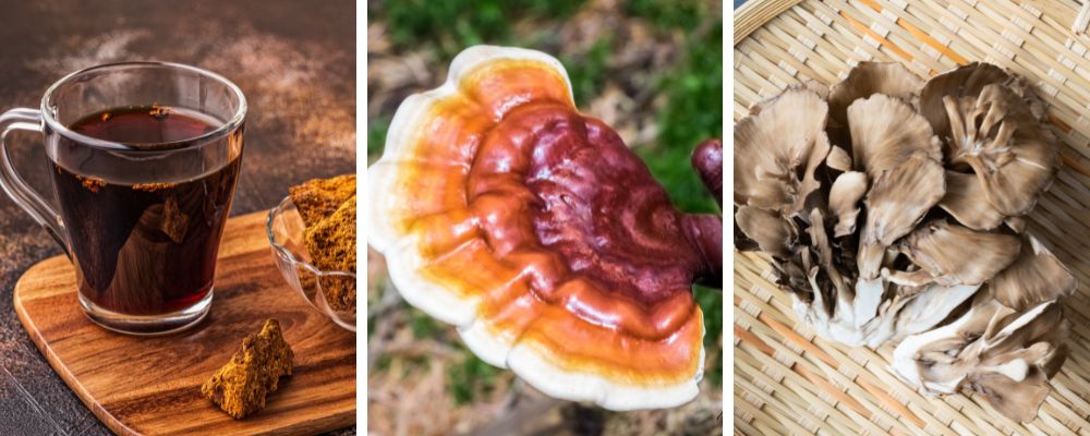 the transformative power of medicinal mushrooms
