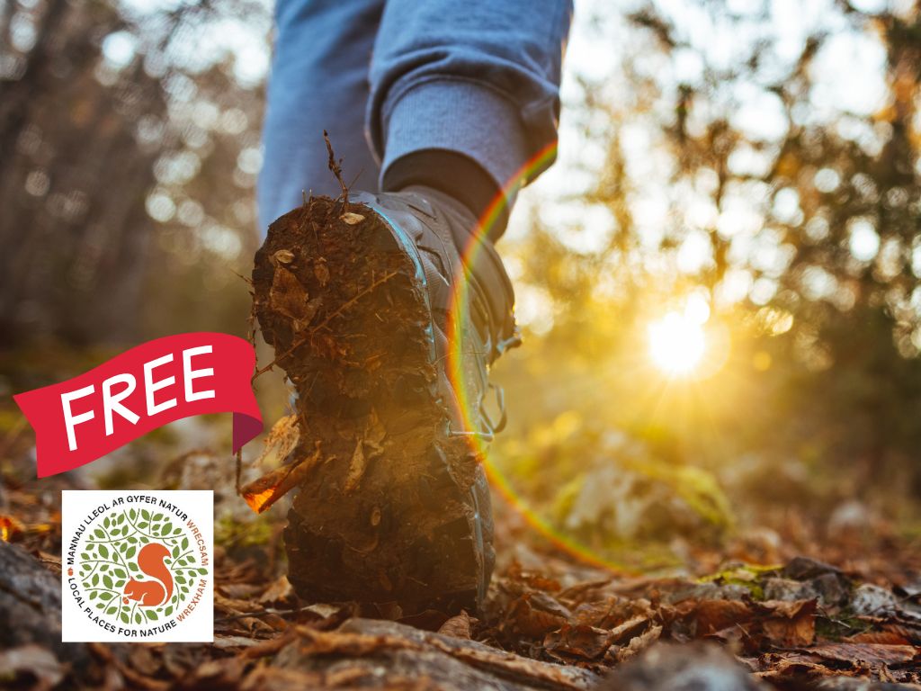 guided tree and nature walk in north wales