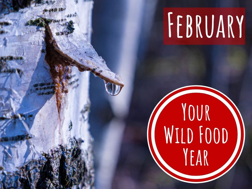 wild food & foraging in february
