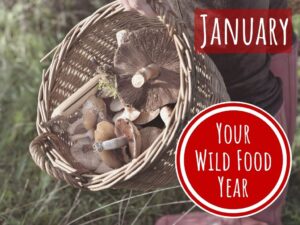 wild food and foraging workshop in winter