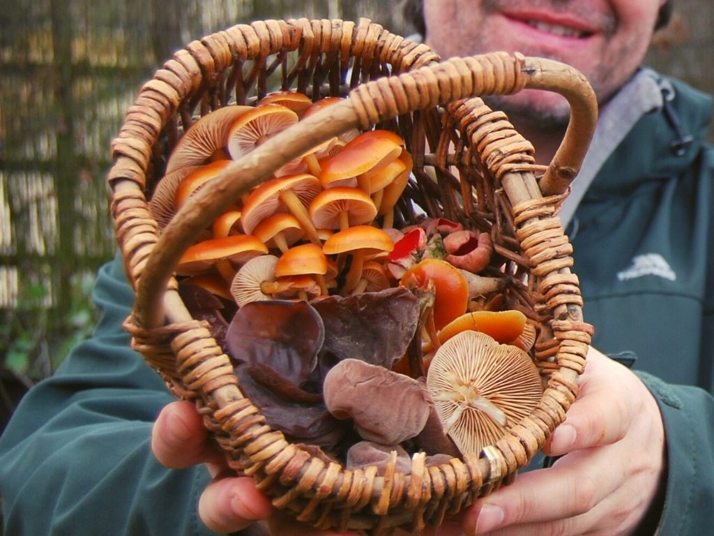 winter foraging and wild food walk in north wales