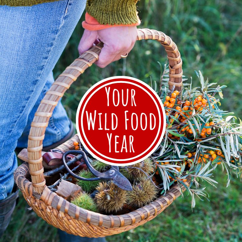 your wild food year - online foraging course