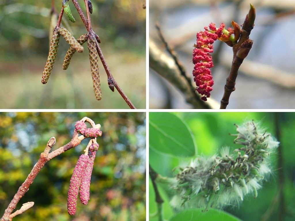 which trees have catkins