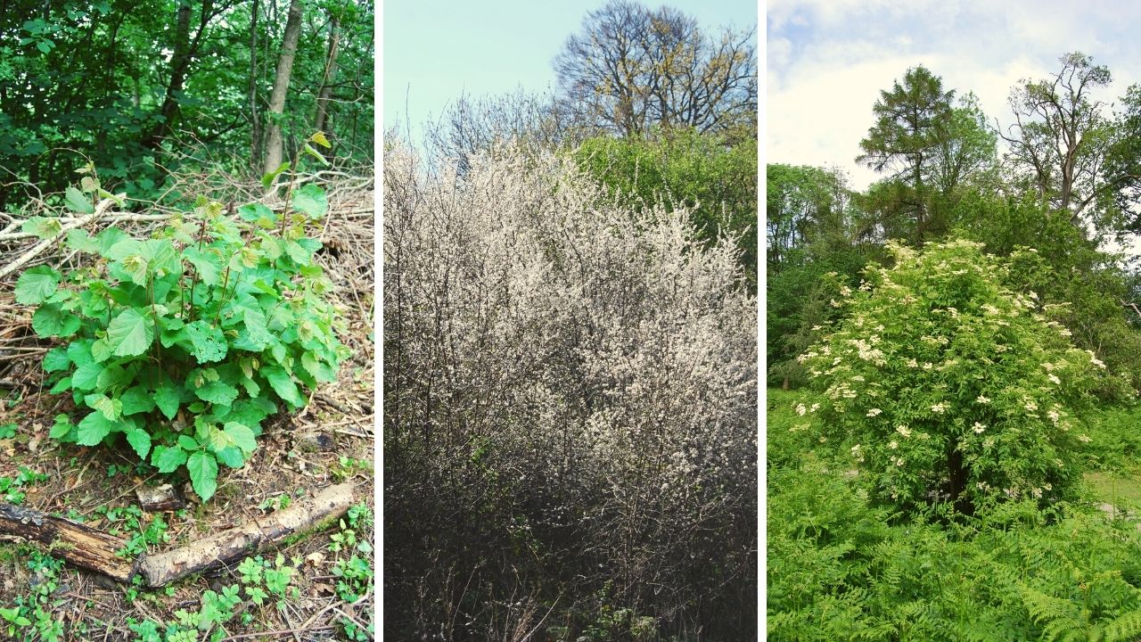 Is It A Tree Or A Shrub? Woodland Classroom