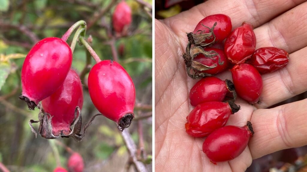 how to forage rosehips