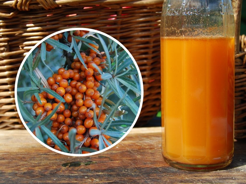 how to forage sea buckthorn - wild food