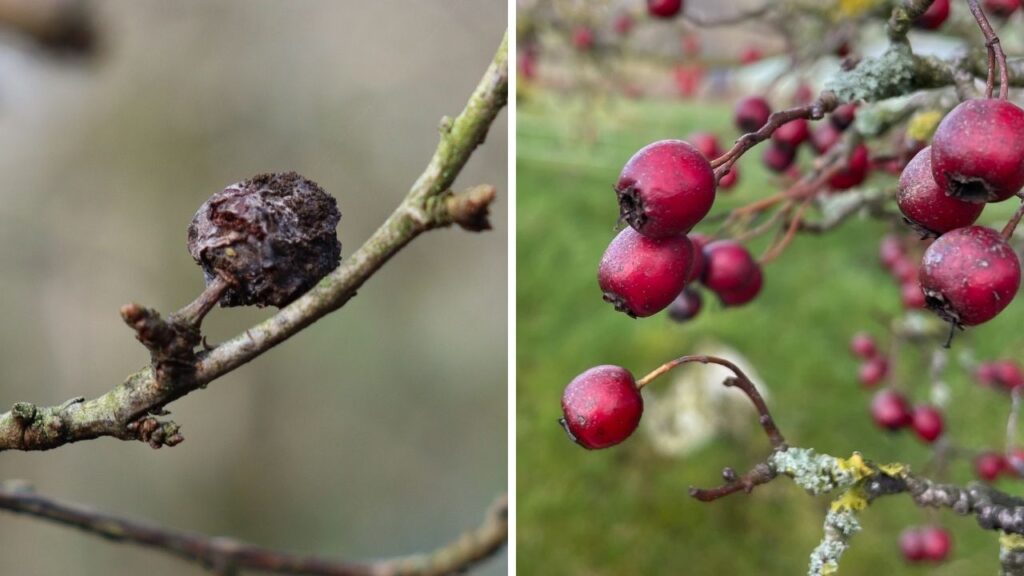 comparing blackthorn and hawthorn in winter