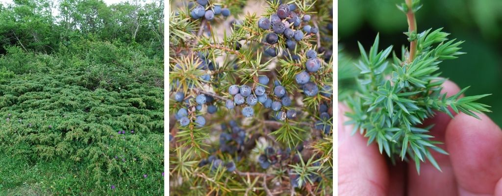 how to identify juniper - juniperus communis