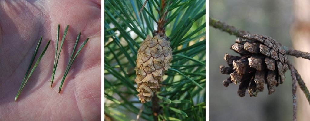 how to identify scots pine - pinus sylvestris