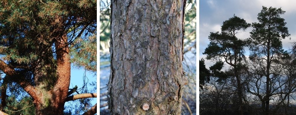how to identify scots pine - pinus sylvestris