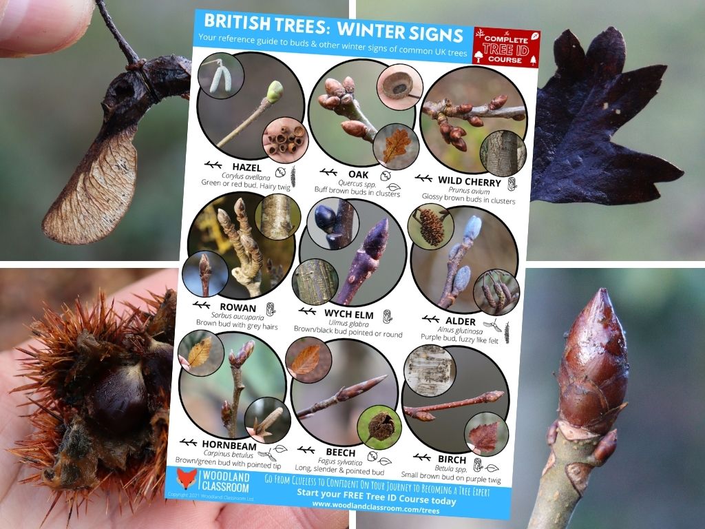 free winter tree id guide to UK & Ireland