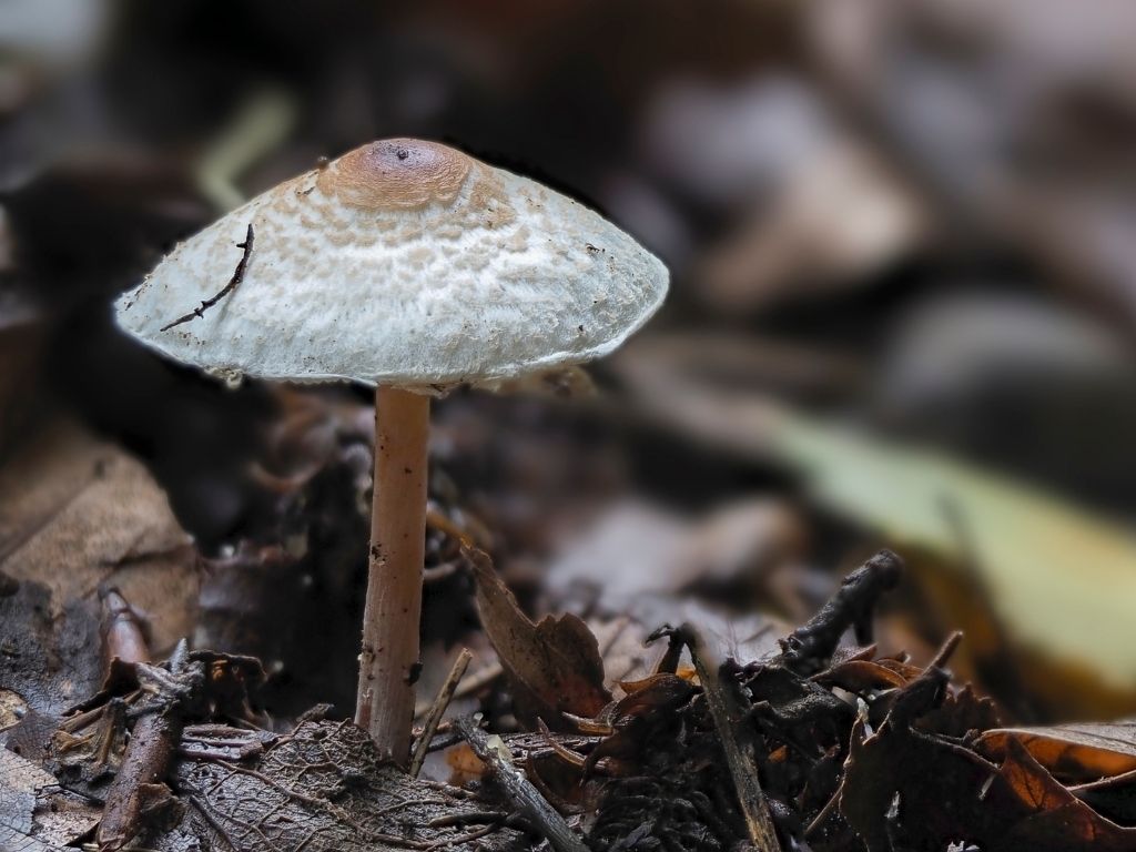 dapperling - a poisonous wild mushroom
